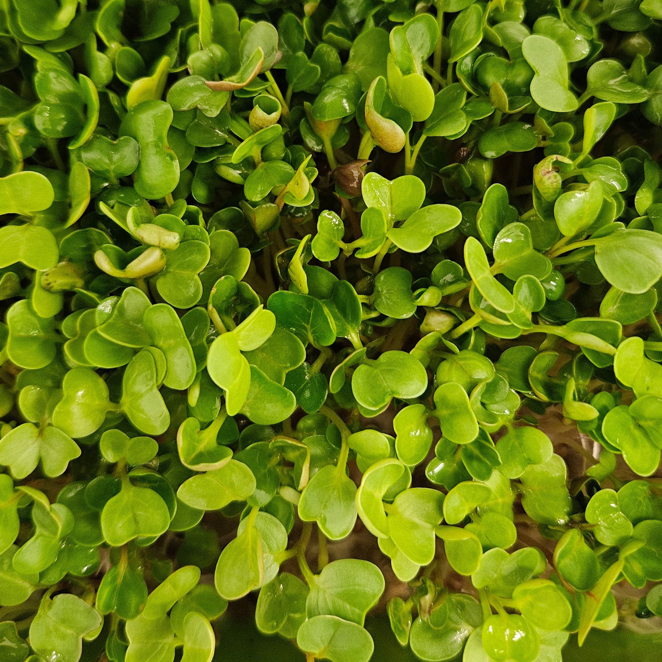 Radish Microgreens