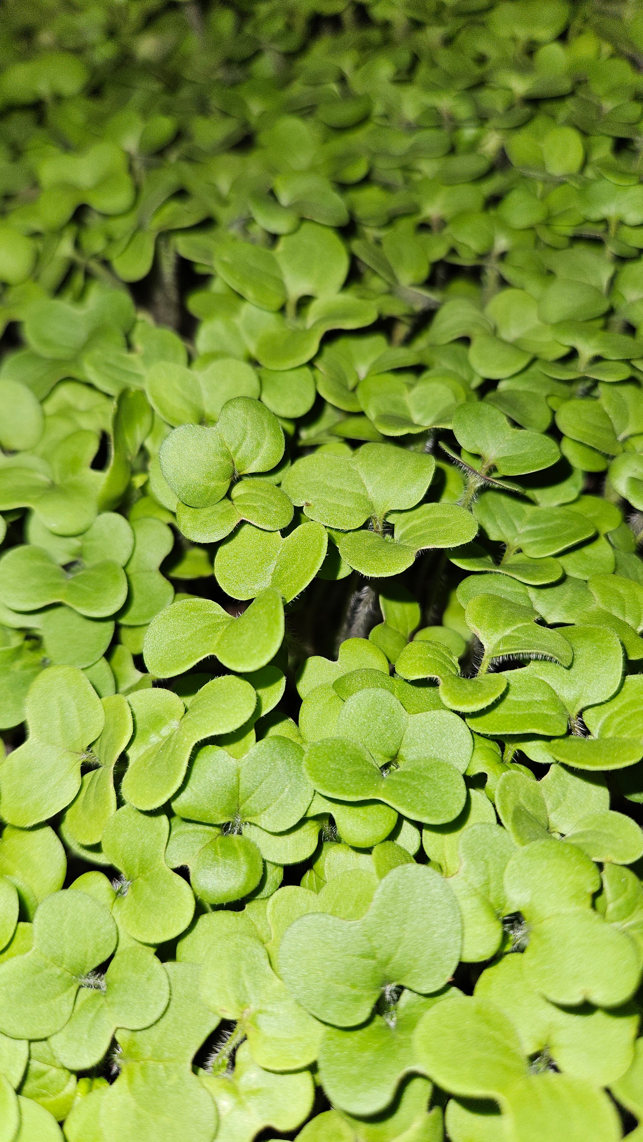 Yellow mustard microgreens