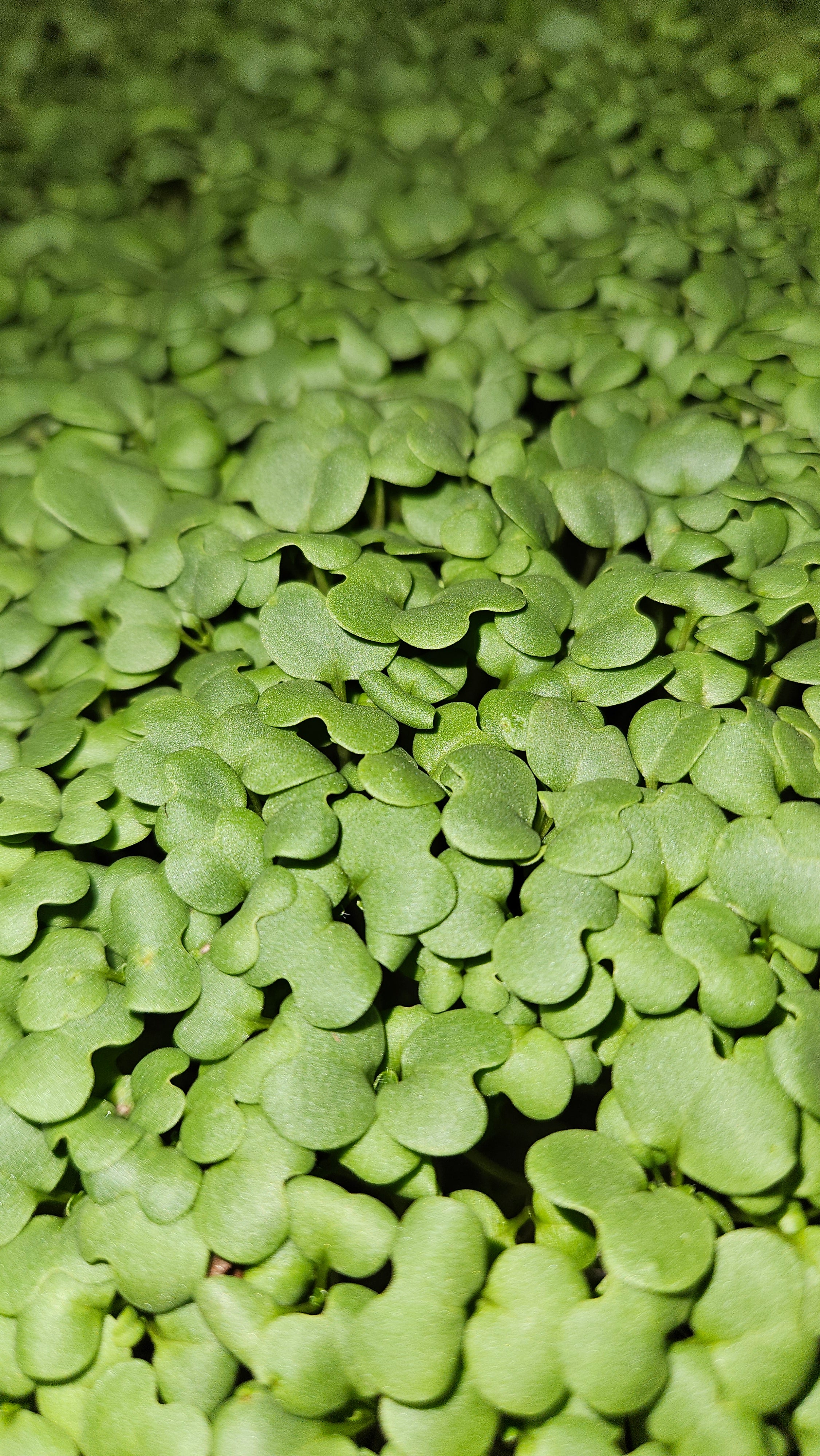 Arugula microgreens