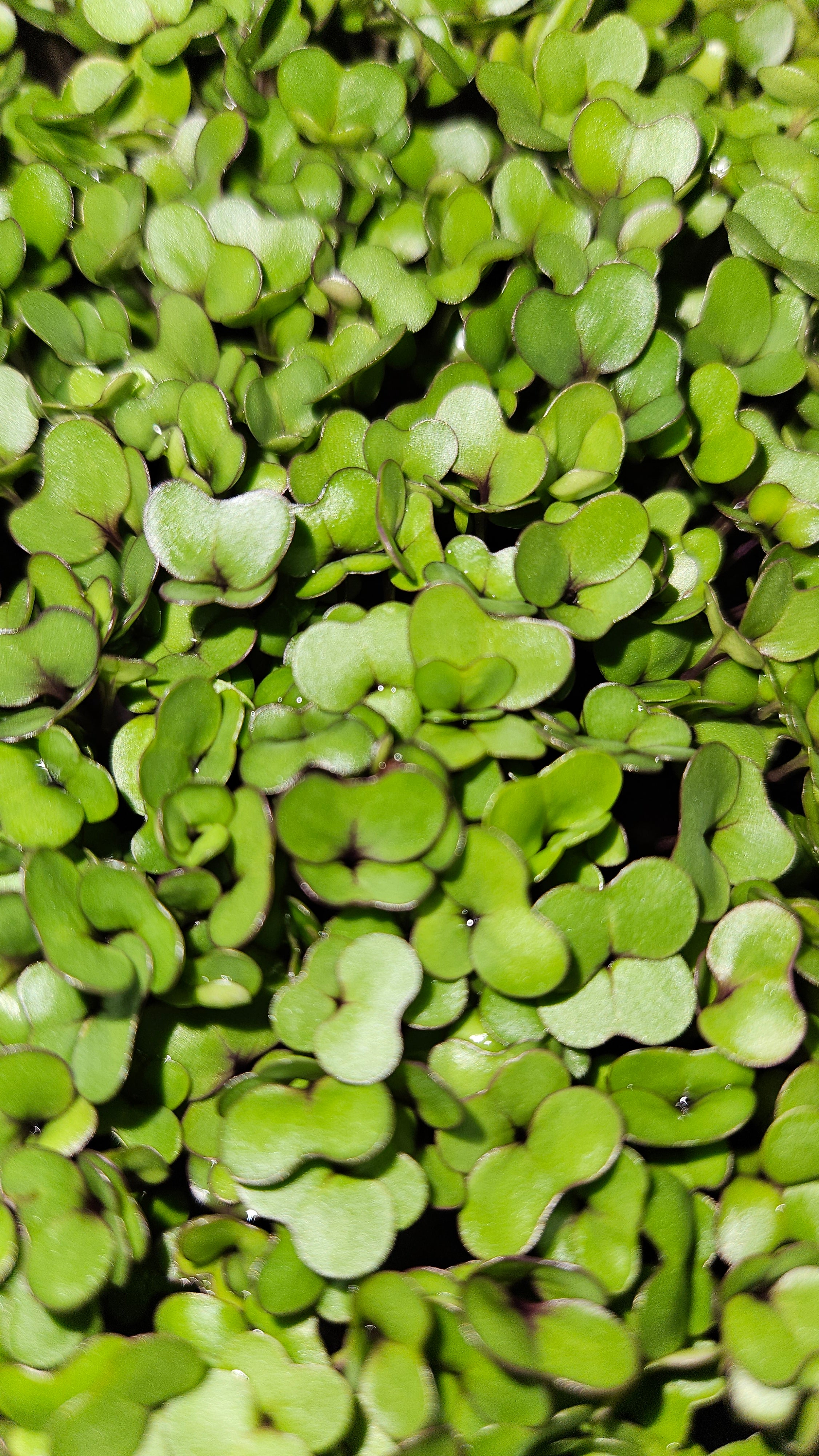 Purple Vienna kohlrabi microgreens