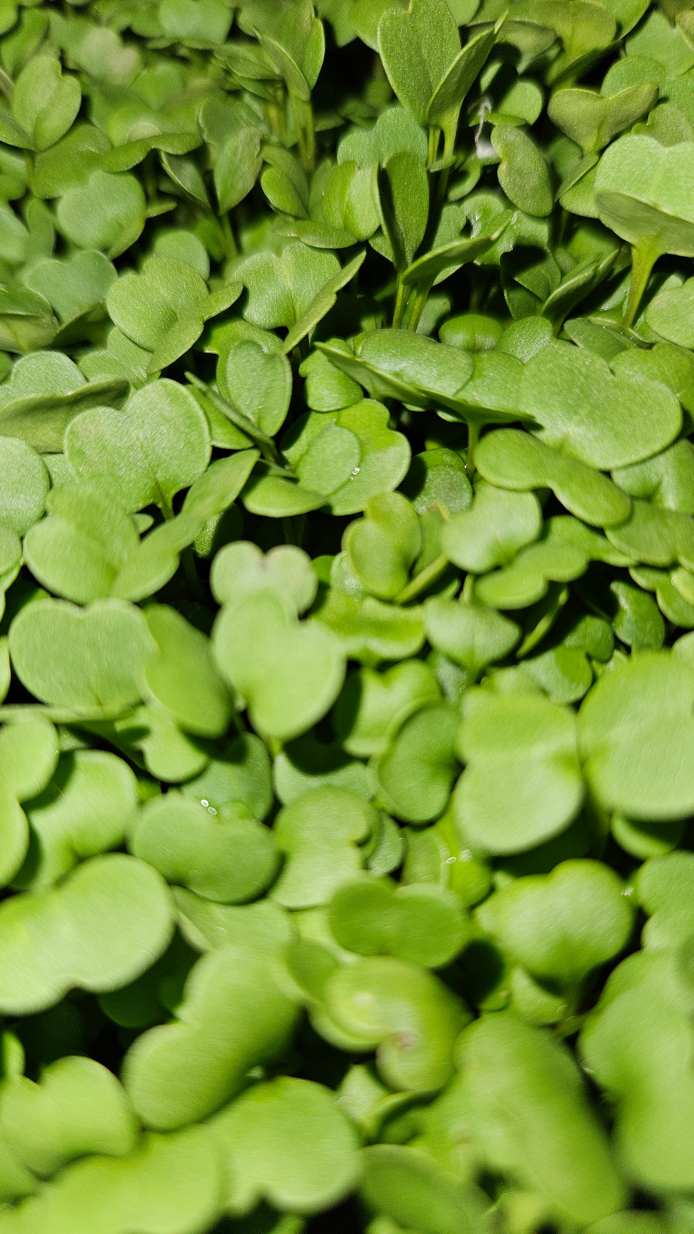 Brown mustard microgreens
